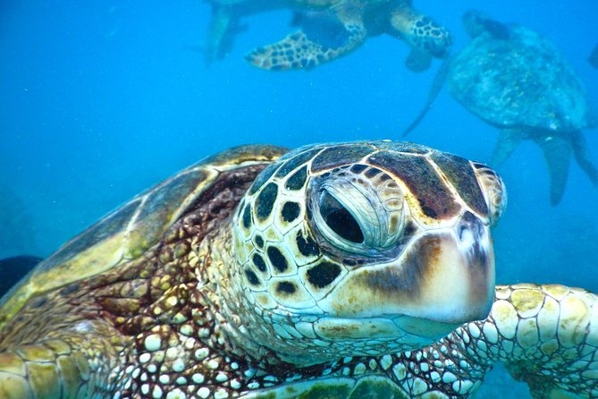 2.5 Hour Xpress Snorkel from Ka’anapali Beach - Key things to know before you go