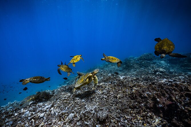2.5 Hour Xpress Snorkel from Ka’anapali Beach - Price and value: is $134.62 worth it?