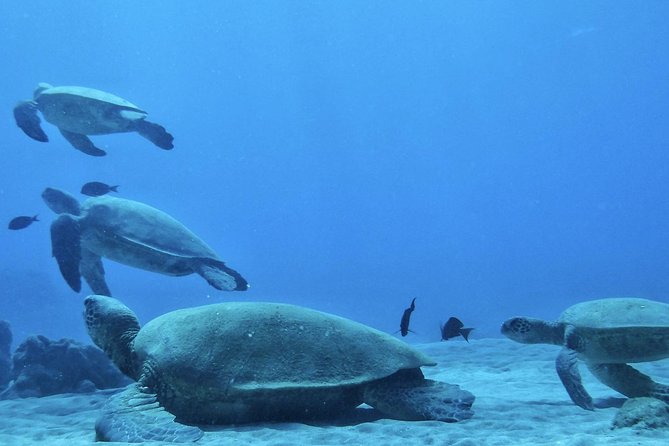 2.5 Hour Xpress Snorkel from Ka’anapali Beach - What the 2.5 hours feels like, step by step