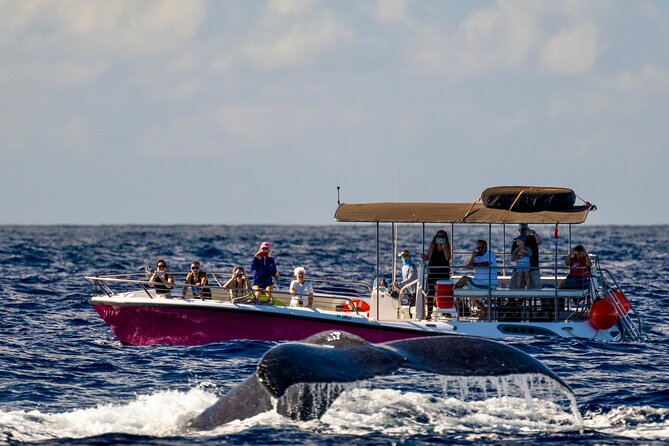 2 Hour Afternoon Lahaina Whale Watch - The 1:30 PM schedule that fits real Maui days