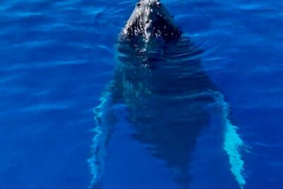 2 Hour Afternoon Lahaina Whale Watch - Whale behavior lessons that turn spotting into understanding