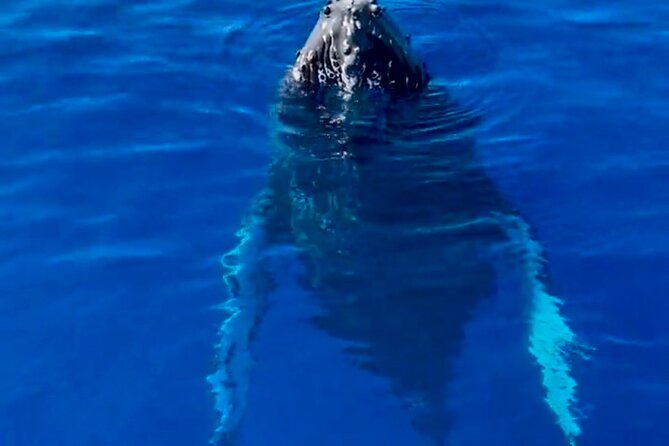 2 Hour Afternoon Lahaina Whale Watch - Whale behavior lessons that turn spotting into understanding