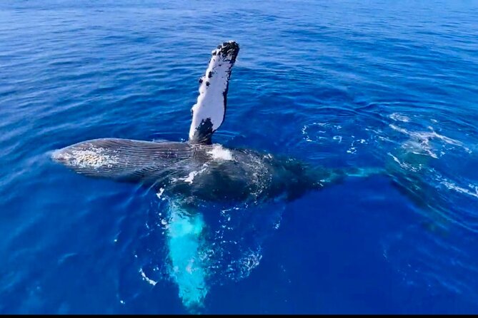 2 hour Lahaina Sunrise Whale Watch - Getting to Mala Boat Ramp without turning your vacation into parking stress