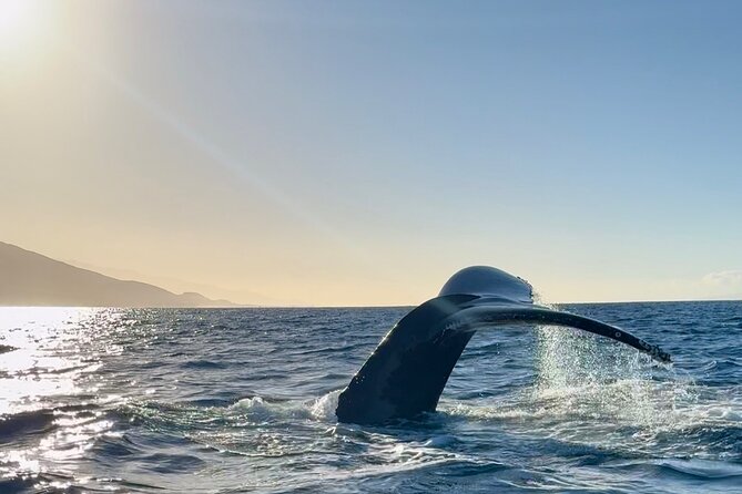 2 hour Lahaina Sunrise Whale Watch - Sunrise views that feel bigger than photos (and why they hit early)