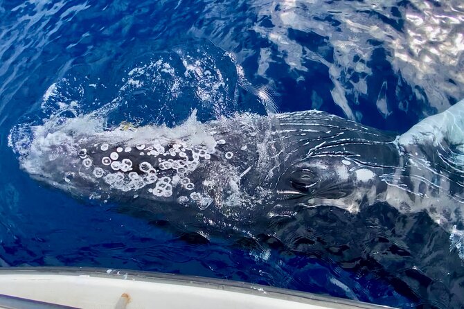 2 hour Lahaina Sunrise Whale Watch - The crew makes the difference: names you might hear onboard