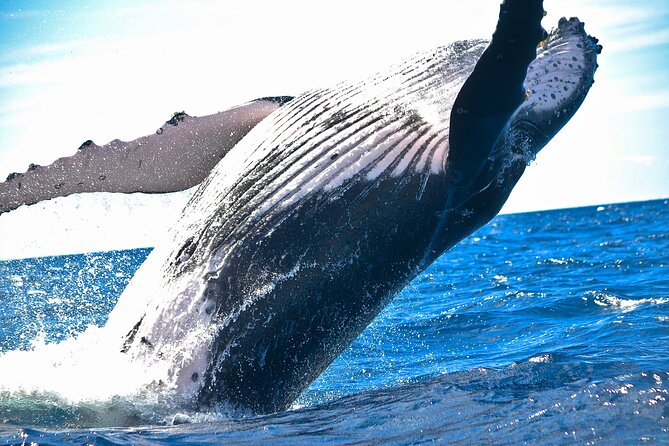 2-Hour Ma'alaea Humpback Whale Watching Cruise for up to 6 Guests - Ma’alaea’s humpback highway, minus the big-tour chaos