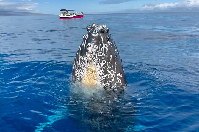 2 Hour Prime Time Maui Whale Watching - Mala Boat Ramp, no-shoes cruising, and what to wear