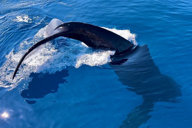 2 Hour Prime Time Maui Whale Watching - What happens during the 2-hour cruise (and what you might see)