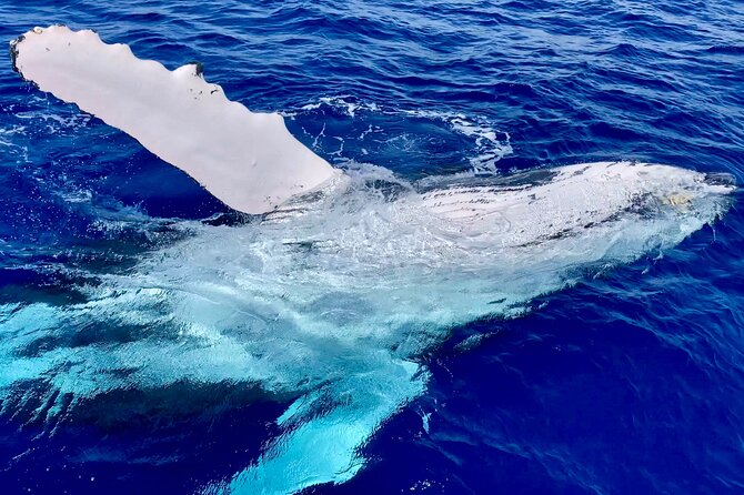 2 Hour Prime Time Maui Whale Watching - Small boat, big viewing: why up to 20 people matters