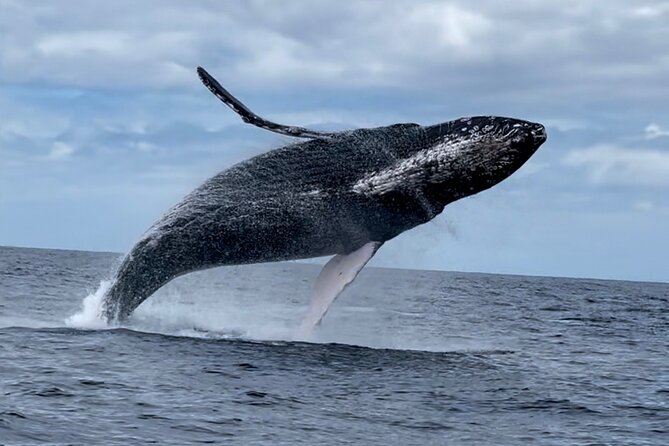2 Hour Prime Time Maui Whale Watching - Beyond whales: island panoramas and bonus sea life