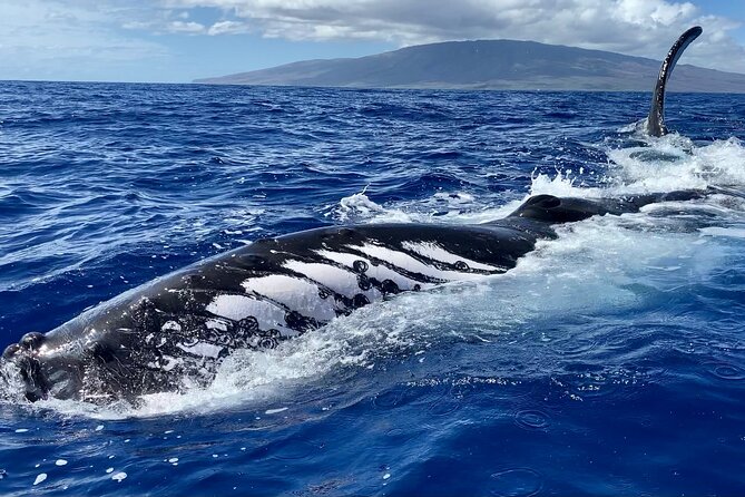 2 Hour Prime Time Maui Whale Watching - Comfort and motion: no restroom, barefoot deck, and practical planning