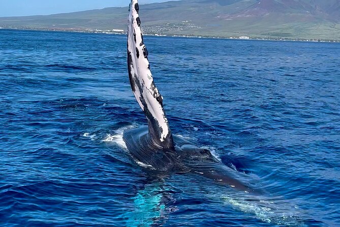 2 Hour Prime Time Maui Whale Watching - Value check: who this whale watch is perfect for
