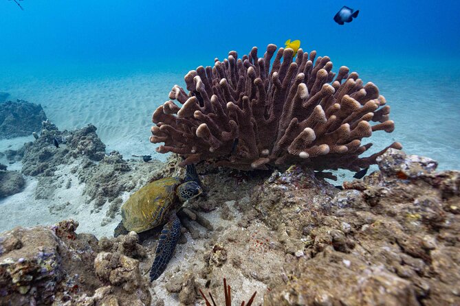 2-Tank Dive Featuring the Molokini Crater - What’s included on board: snacks and non-alcoholic drinks