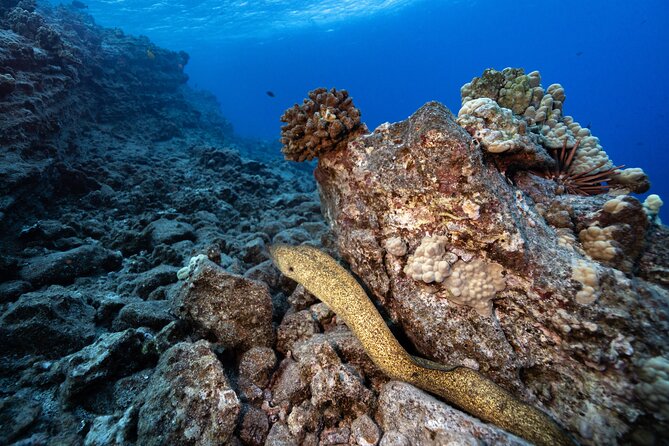 2-Tank Dive Featuring the Molokini Crater - Price and value: is $249 reasonable for a two-site Maui session?