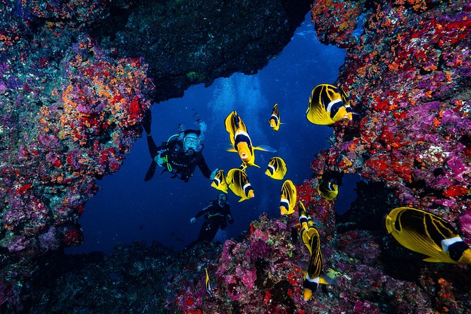 2 Tank Lanai Cathedral Scuba Dive Via Boat for Certified Divers - Why Lanai Cathedrals feel different than a typical reef day