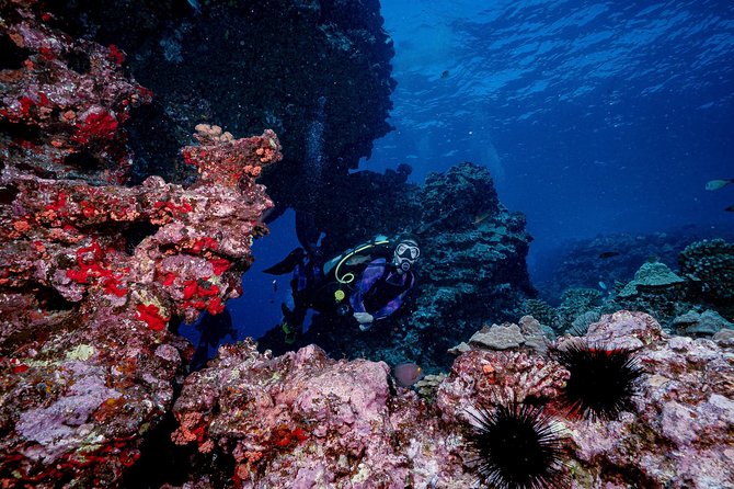 2 Tank Lanai Cathedral Scuba Dive Via Boat for Certified Divers - Wildlife timing on Lanai: what you can expect and how conditions affect sightings