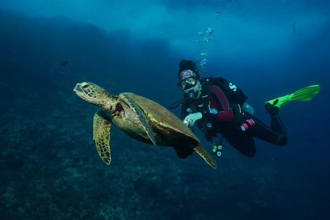 2-Tank Maui Turtle Scuba Dive or Snorkel Boat Tour - The second session around 40 feet: more turtles, more reef life