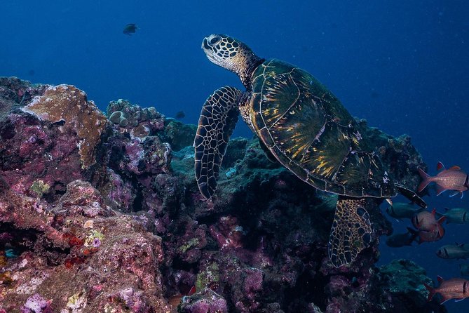 2-Tank Maui Turtle Scuba Dive or Snorkel Boat Tour - Snorkel companions can join: how the mixed group experience works