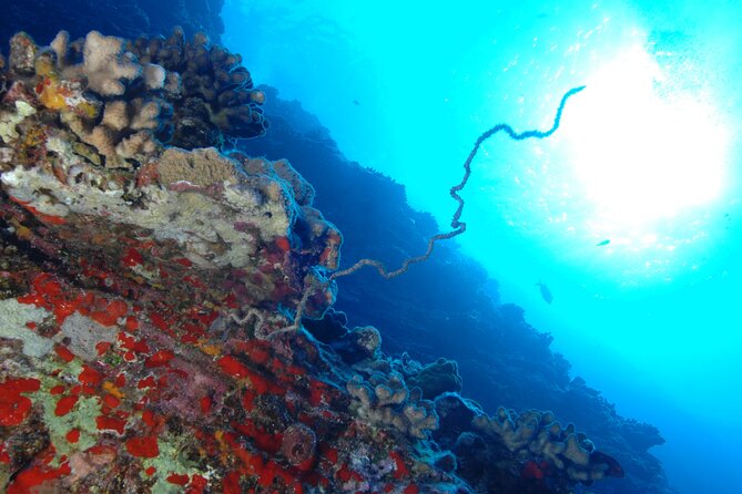 3-Tank Dive Featuring the Molokini Crater - Molokini Crater: Why This Protected Water Matters
