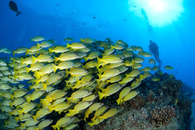 3-Tank Dive Featuring the Molokini Crater - Your Skills and Health Checks: The Real Gatekeepers
