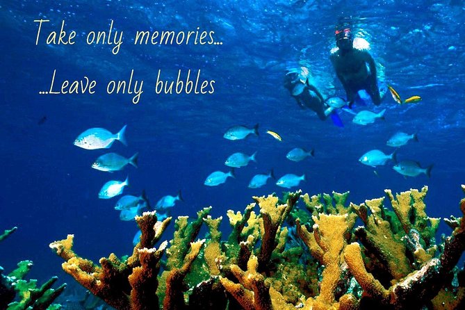 5 Hour Molokini Snorkel & Turtle Tour in Maui - Po’olenalena Beach: another turtle round in a different feel