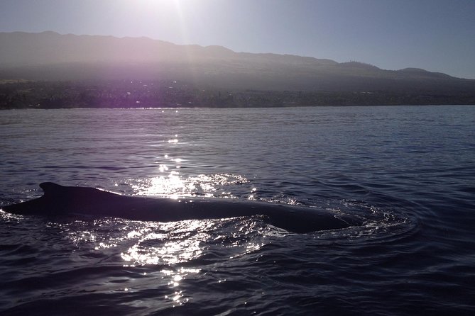 5 Hour Molokini Snorkel & Turtle Tour in Maui - Molokini Crater snorkel: aquarium-blue water and reef fish