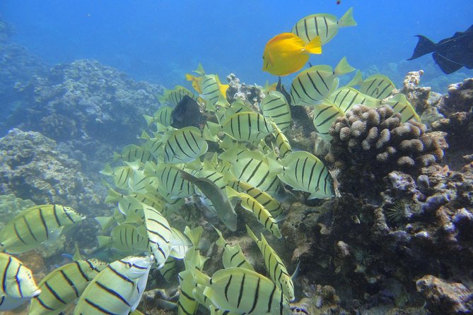 Afternoon Adventure Snorkel from Ka'anapali - Snorkel lessons that actually happen where it counts