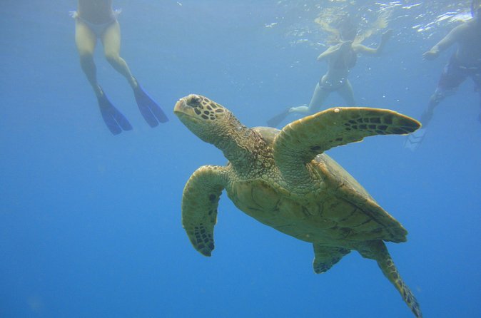 Afternoon Adventure Snorkel from Ka'anapali - Price and value: is $136.32 worth it?