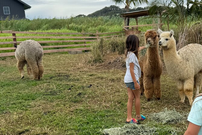 Alpaca Farm Experience on the Road to Hana - Key highlights you’ll notice fast