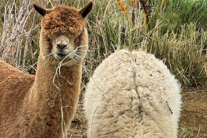 Alpaca Farm Experience on the Road to Hana - Why this 30-minute alpaca stop works on the Road to Hana