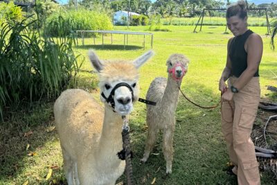 Alpaca Farm Experience on the Road to Hana - What happens during the alpaca walk-and-feed portion