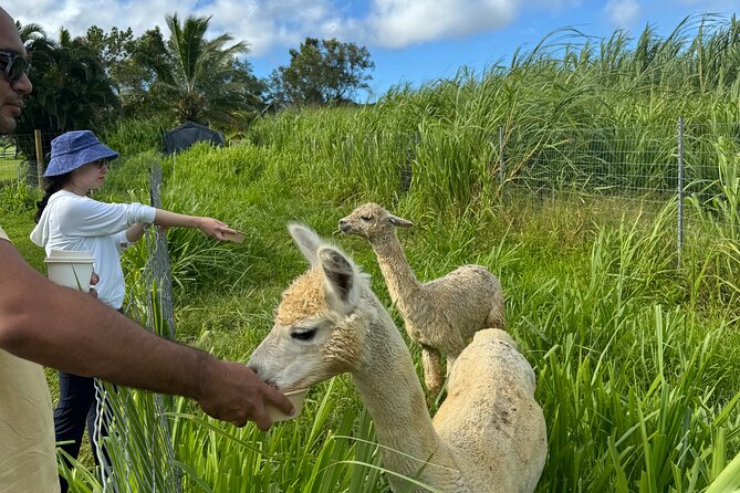Alpaca Farm Experience on the Road to Hana - Weather, timing, and the one thing that can derail your plan