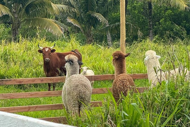 Alpaca Farm Experience on the Road to Hana - Who this alpaca farm stop is best for