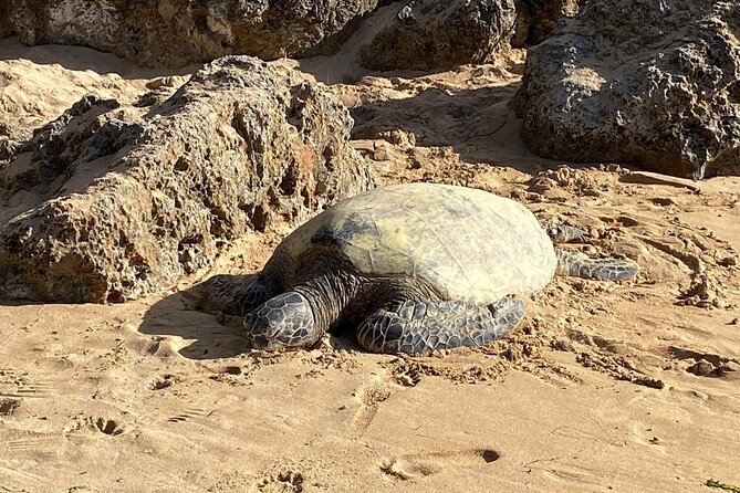 Beaches, Food & Aloha: Private Oahu Tour - Key takeaways