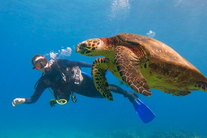 Beginner Scuba Dive in Lahaina: Swimming Required - Key Takeaways Before You Go