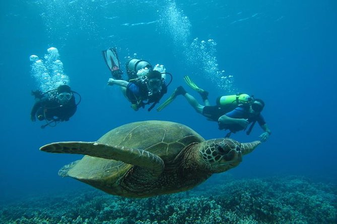 Beginner Scuba Dive in Lahaina: Swimming Required - Why Kaanapali-Style Shore Conditions Work for First-Timers