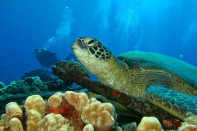 Beginner Scuba Dive in Lahaina: Swimming Required - Kahekili Beach Park: Where the Day Starts and How It Feels