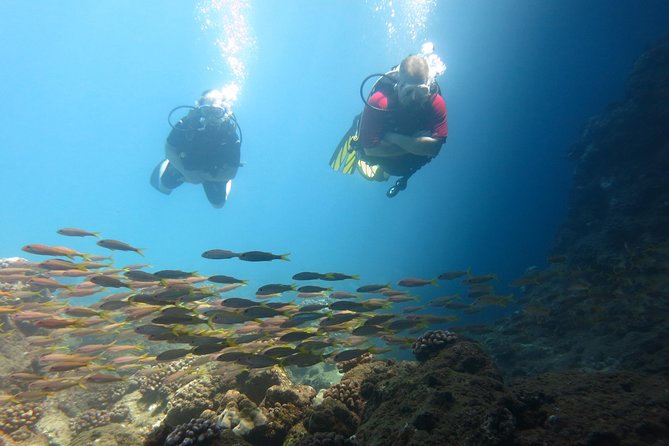 Beginner Scuba Dive in Lahaina: Swimming Required - Equipment Included, Snacks Provided, and Small Touches That Help