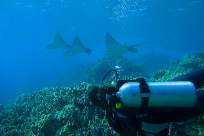 Beginner Scuba Dive in Lahaina: Swimming Required - Price and Value: Is $229 Worth It?