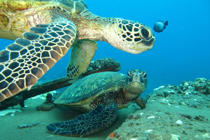 Beginner Scuba Dive in Lahaina: Swimming Required - The Medical Statement and the 18-Hour Rule (Don’t Skip This)
