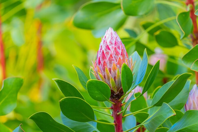 Best of Maui Tour: Sips, Sites and Bites with Lunch - Price and Value at $278.76: What You’re Paying For (and What You’re Not)