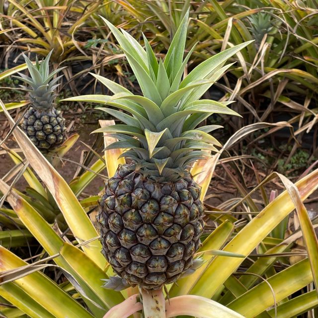 Best of Oahu in One Day - Sunset Beach, Waimea Beach, or Pipeline: Picking One Famous Coast Moment