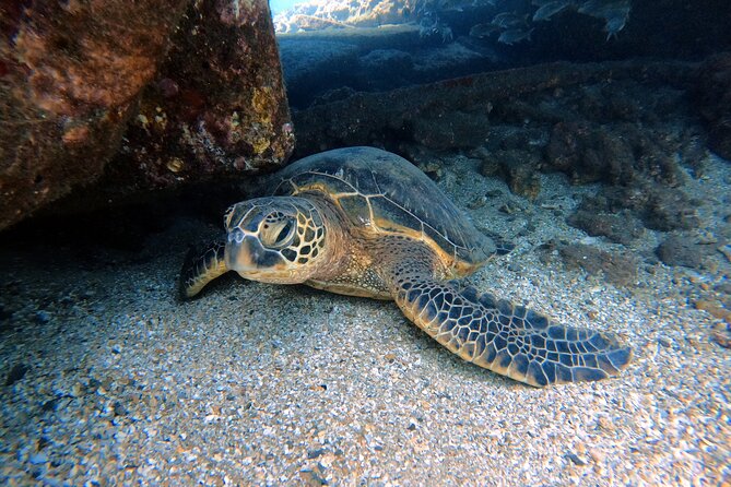 Certified Divers! Scuba dive the Ka'anapali Coast and more! - Quick hits to know before you go
