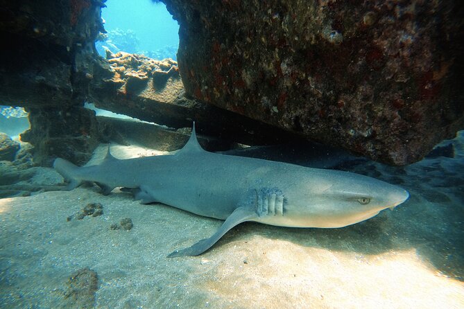 Certified Divers! Scuba dive the Ka'anapali Coast and more! - Kahekili Beach Park: Check-In With a Small Group