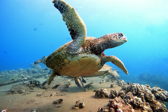Certified Divers! Scuba dive the Ka'anapali Coast and more! - West Maui Reef Wildlife: What You’re Likely to See