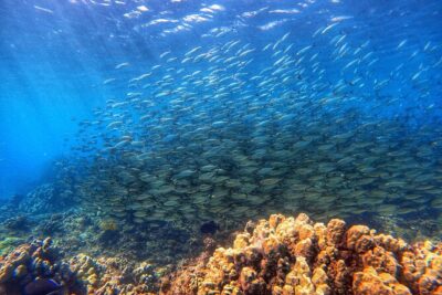 Certified Divers! Scuba dive the Ka'anapali Coast and more! - Your Two-Hour Shore Scuba Session, Step by Step