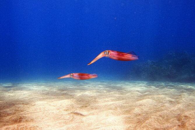 Certified Divers! Scuba dive the Ka'anapali Coast and more! - Shore Entry Fitness and the 1,000-Foot Rule