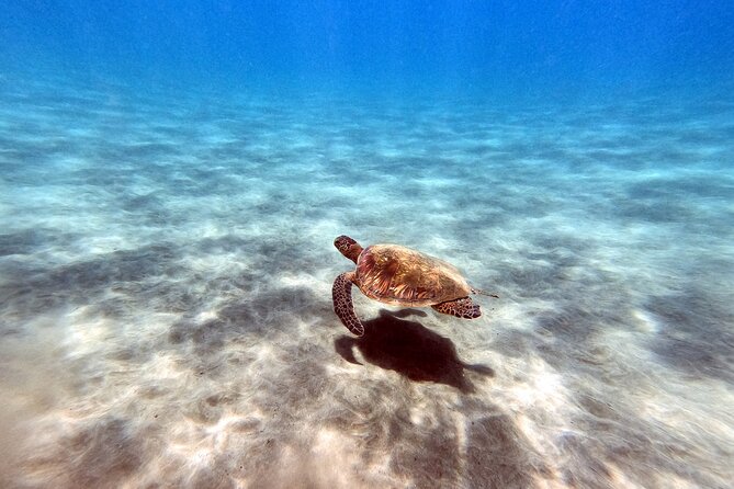 Certified Divers! Scuba dive the Ka'anapali Coast and more! - Sarah Sisco and the Team: How Briefing and Gear Translate Underwater