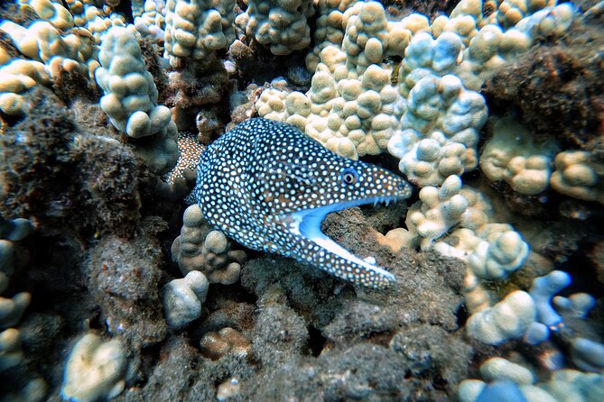 Certified Divers! Scuba dive the Ka'anapali Coast and more! - Supporting Maui’s Reef Work: What Your Booking Helps