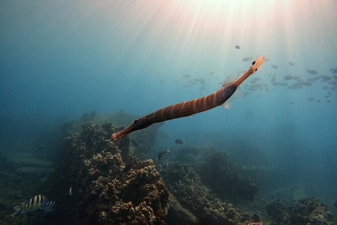Certified Divers! Scuba dive the Ka'anapali Coast and more! - Who Should Choose This Ka’anapali Shore Scuba Outing